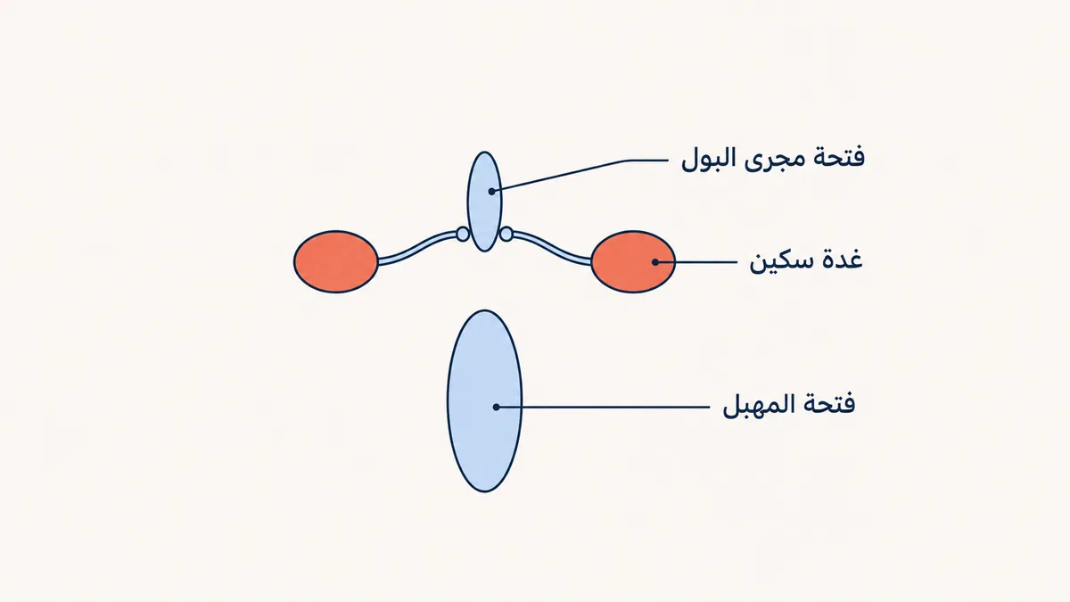 رسمٌ توضيحيٌّ لموقع غدد سكين على جانبي فتحة مجرى البول عند المرأة وفتحة المهبل أسفلها